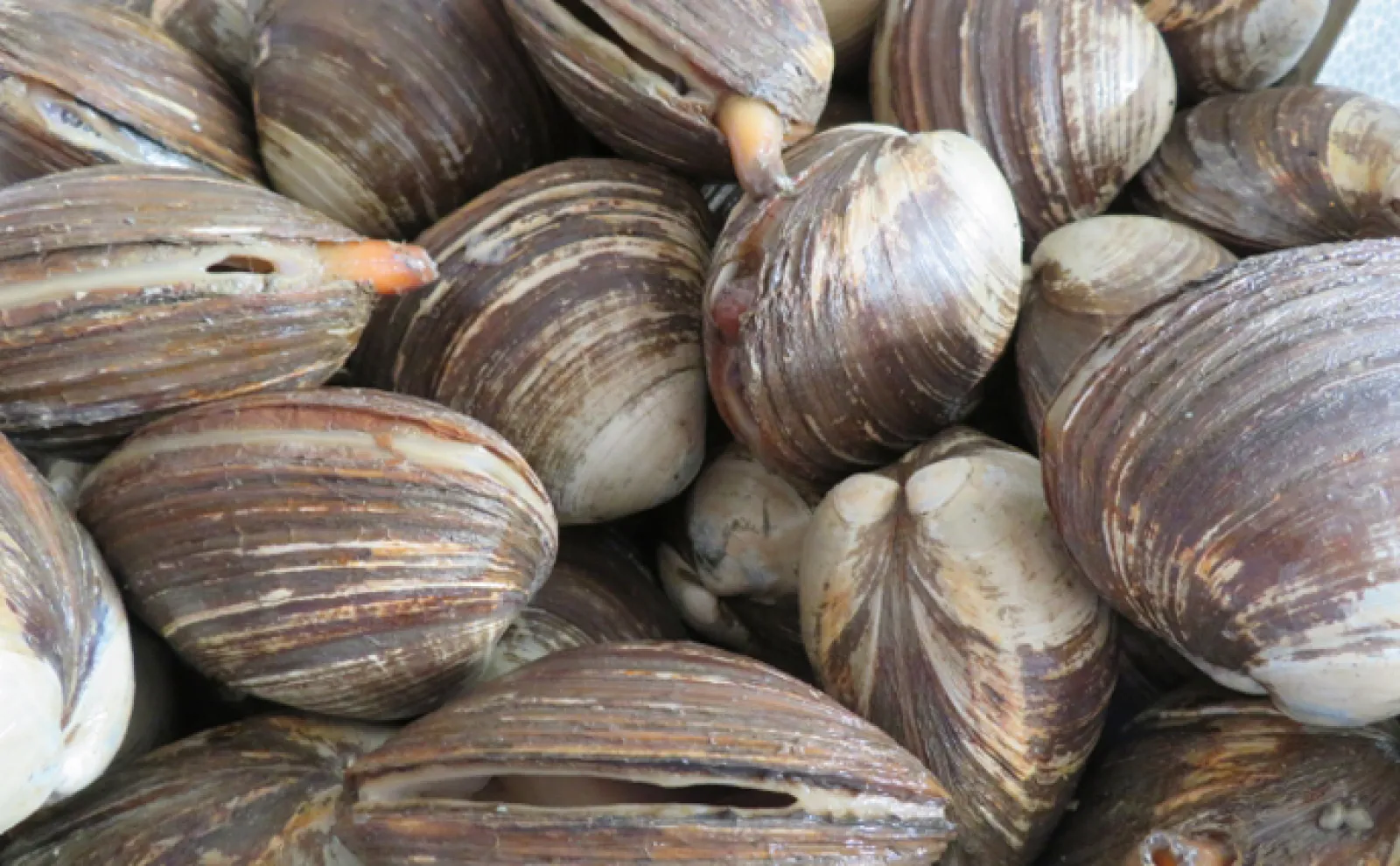 大量の「ホッキ貝」が北海道の海岸に打ちあがる 拾って食べるのは高リスク?