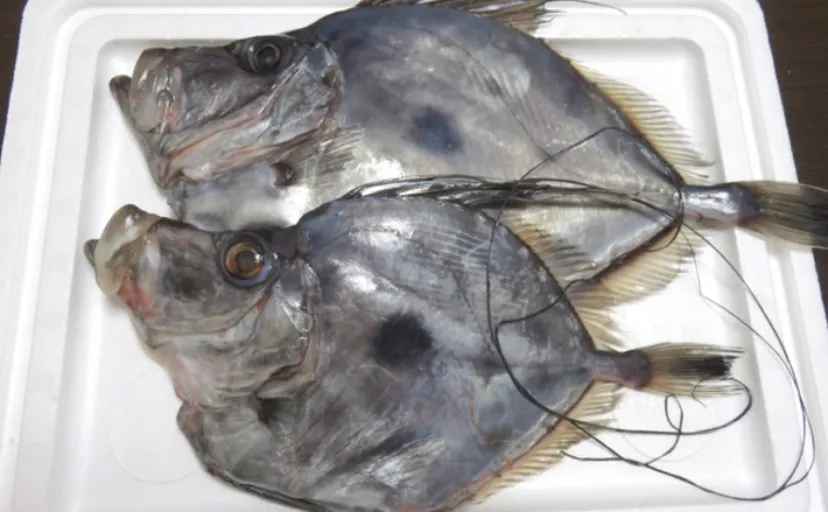 知る人ぞ知る「じゃない方」の魚『カガミダイ』　味は本家よりも上？