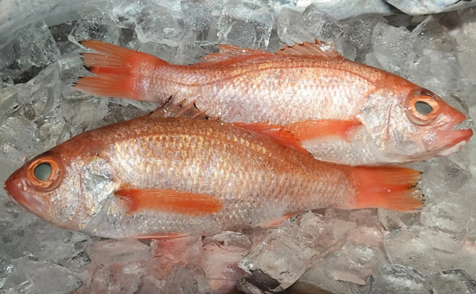 富山で昆布締めが偏愛されている理由 昔は北海道の海産物がもたらされる環境だった?