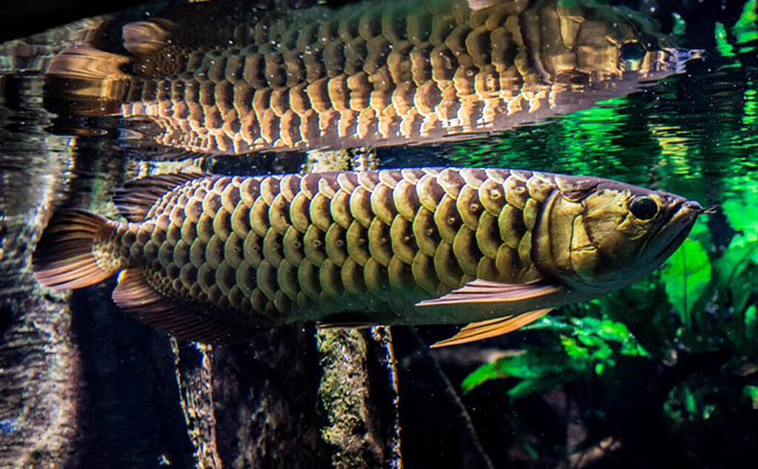白亜紀から地球を見守る古代魚「アロワナ」 優雅に水槽を泳ぐ神秘的な