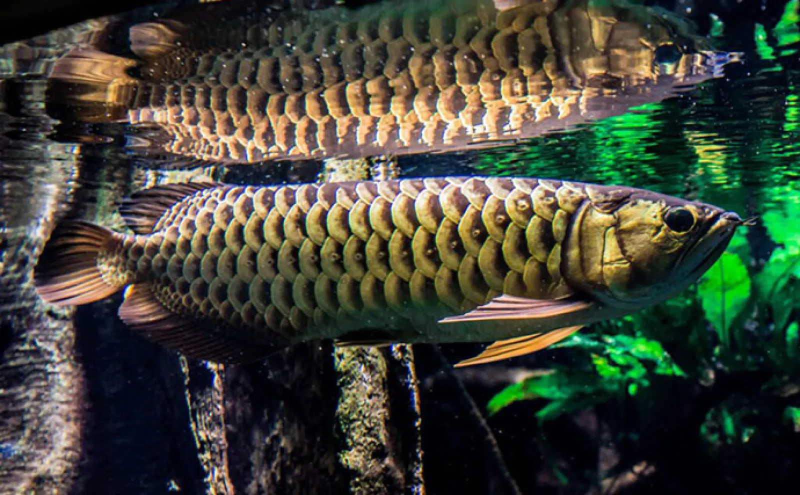 白亜紀から地球を見守る古代魚「アロワナ」 優雅に水槽を泳ぐ神秘的な魚の話