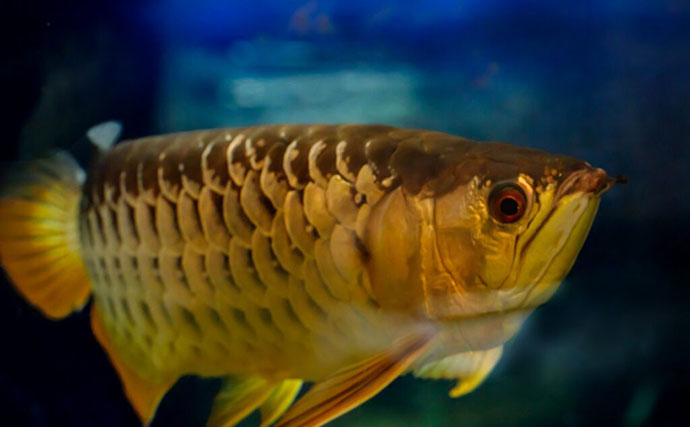 白亜紀から地球を見守る古代魚「アロワナ」 優雅に水槽を泳ぐ神秘的な