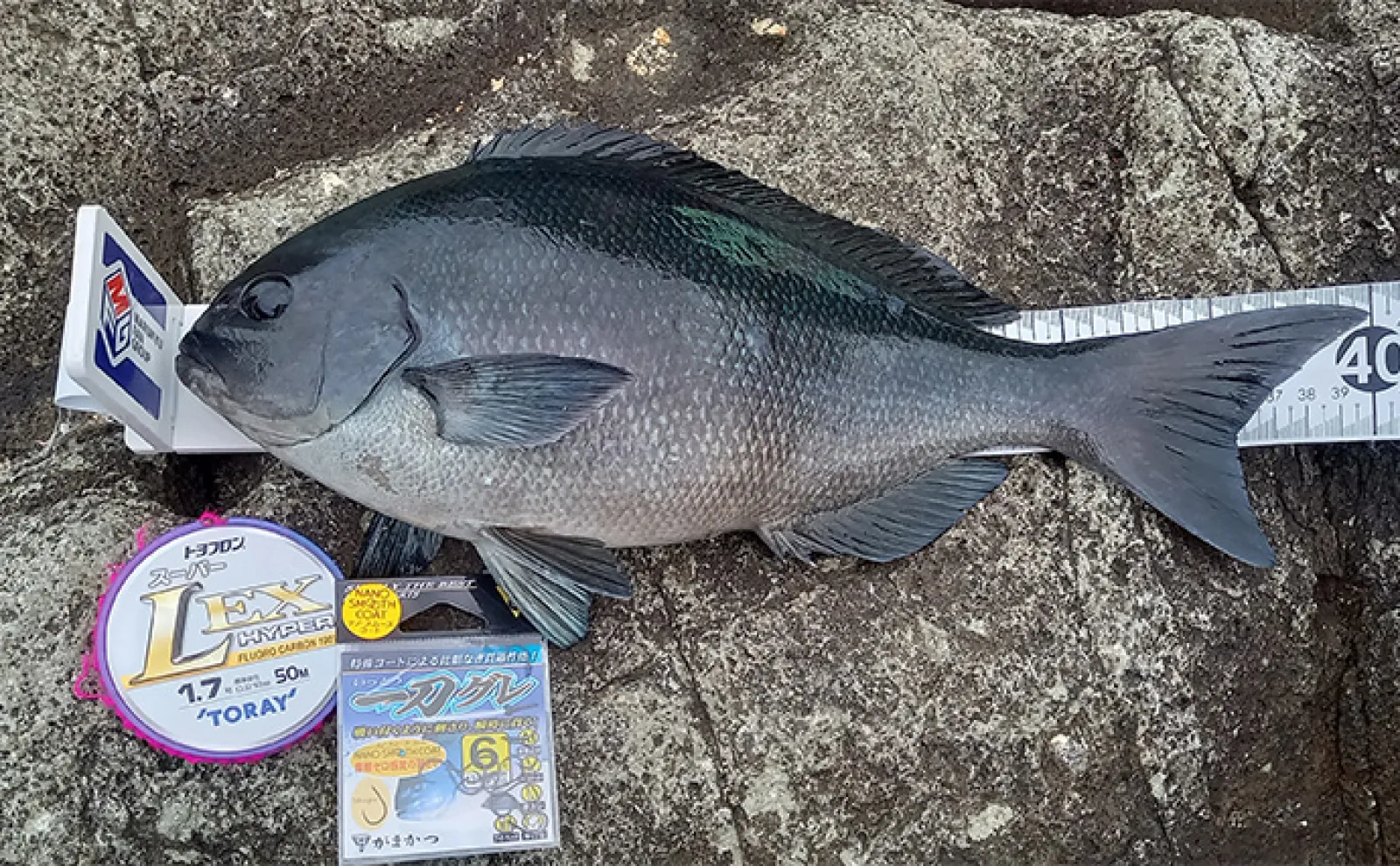 西伊豆・雲見の磯フカセ釣りで39cm尾長メジナ【静岡】好ゲストに