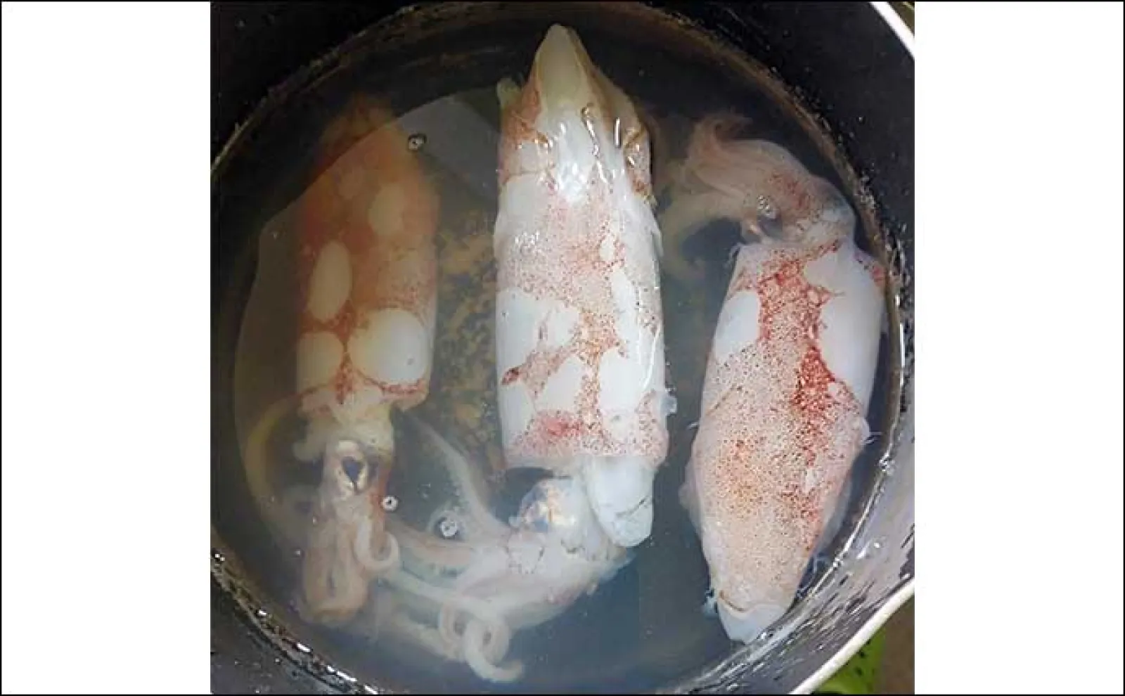 釣ったイカで作る「疲労回復」レシピ:小イカの酢ぬた 丸ごと調理がコツ