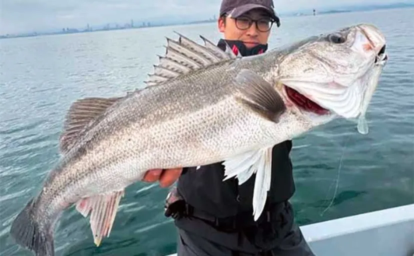 シーズン序盤の博多湾ボートシーバス釣行で69cm頭に入れ食いを満喫【共栄丸】