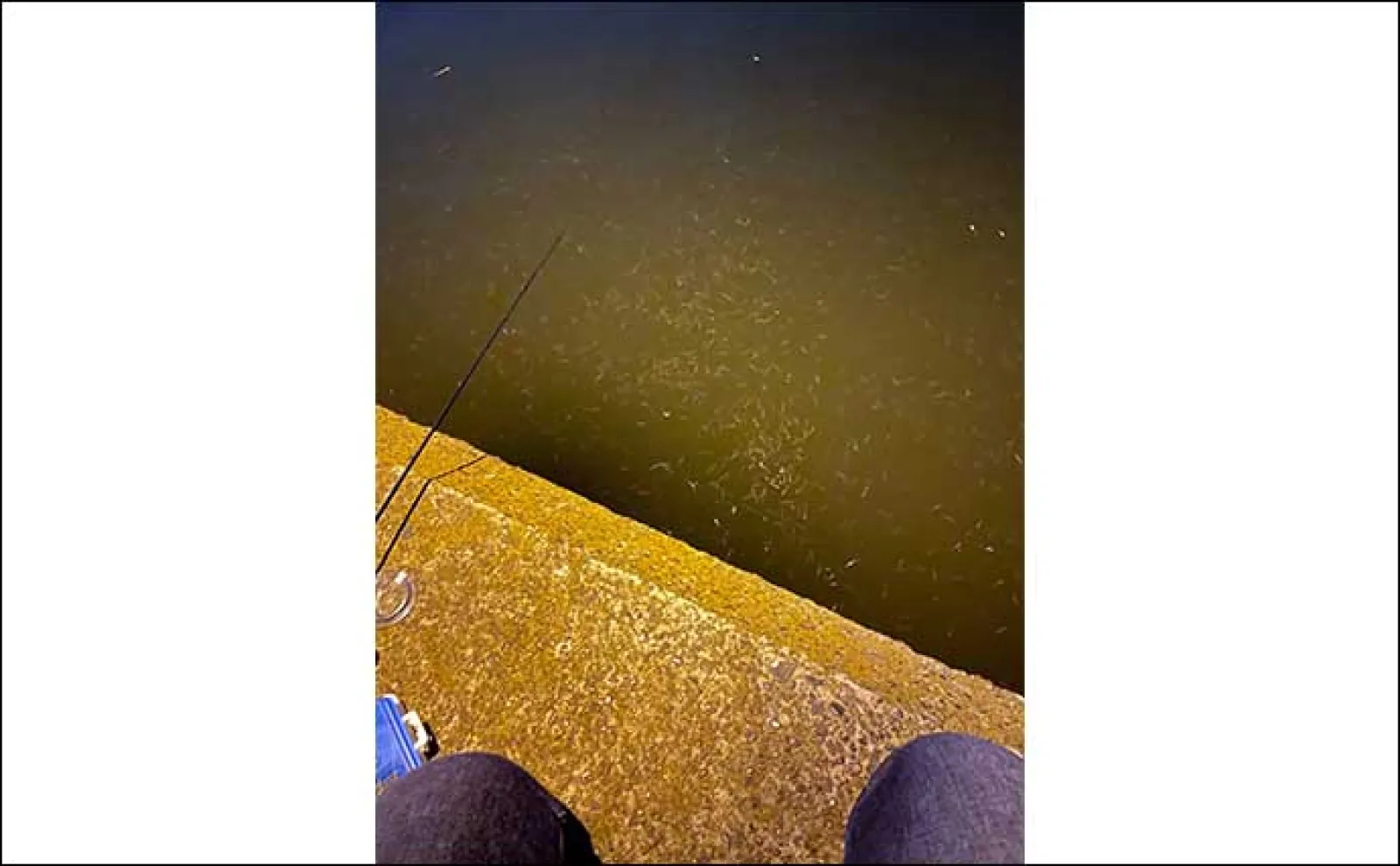 関西エリアのバチ抜け徹底解説【発生条件・釣り(打ち)方・狙える魚種】
