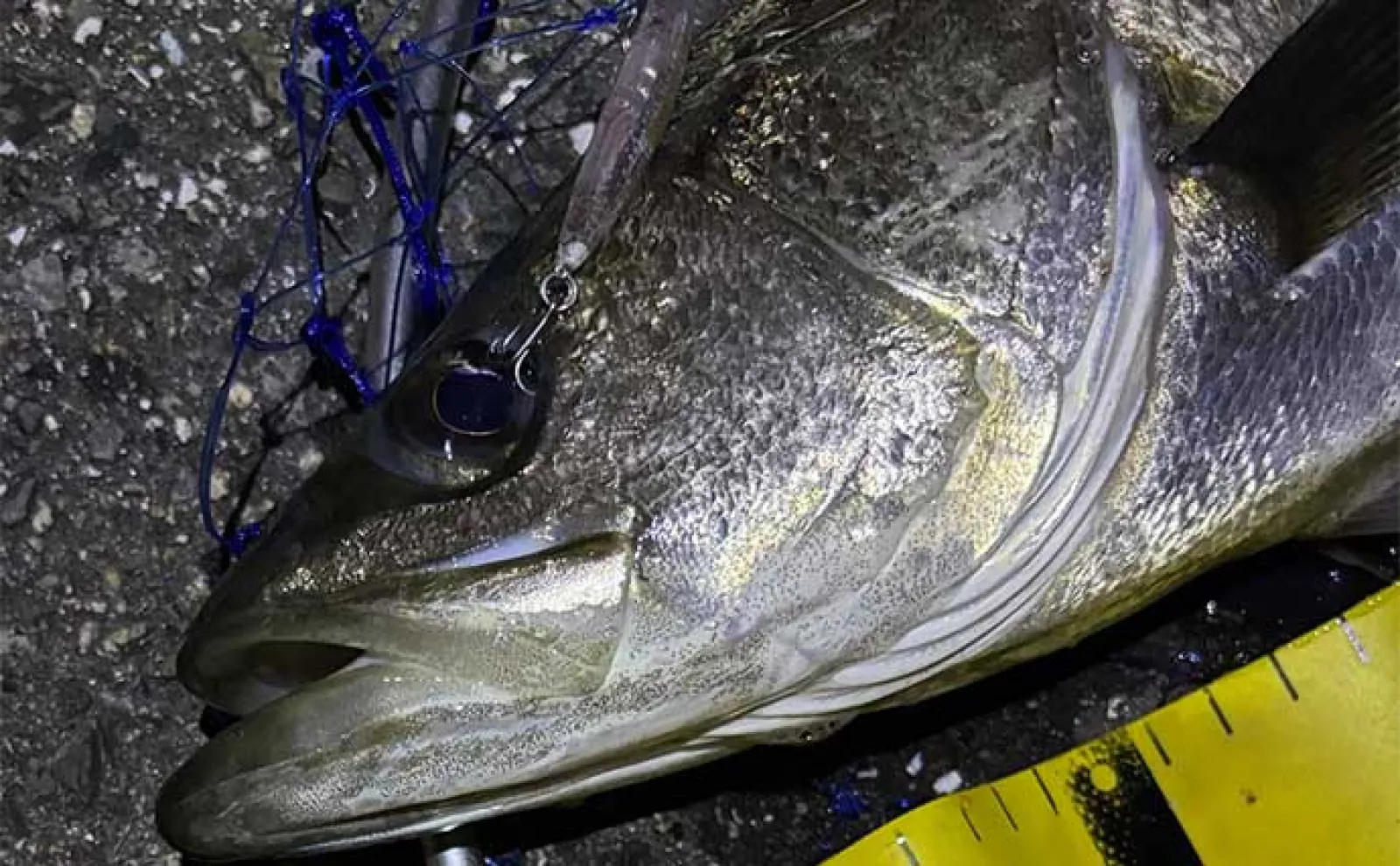 関西エリアのバチ抜け徹底解説【発生条件・釣り(打ち)方・狙える魚種】