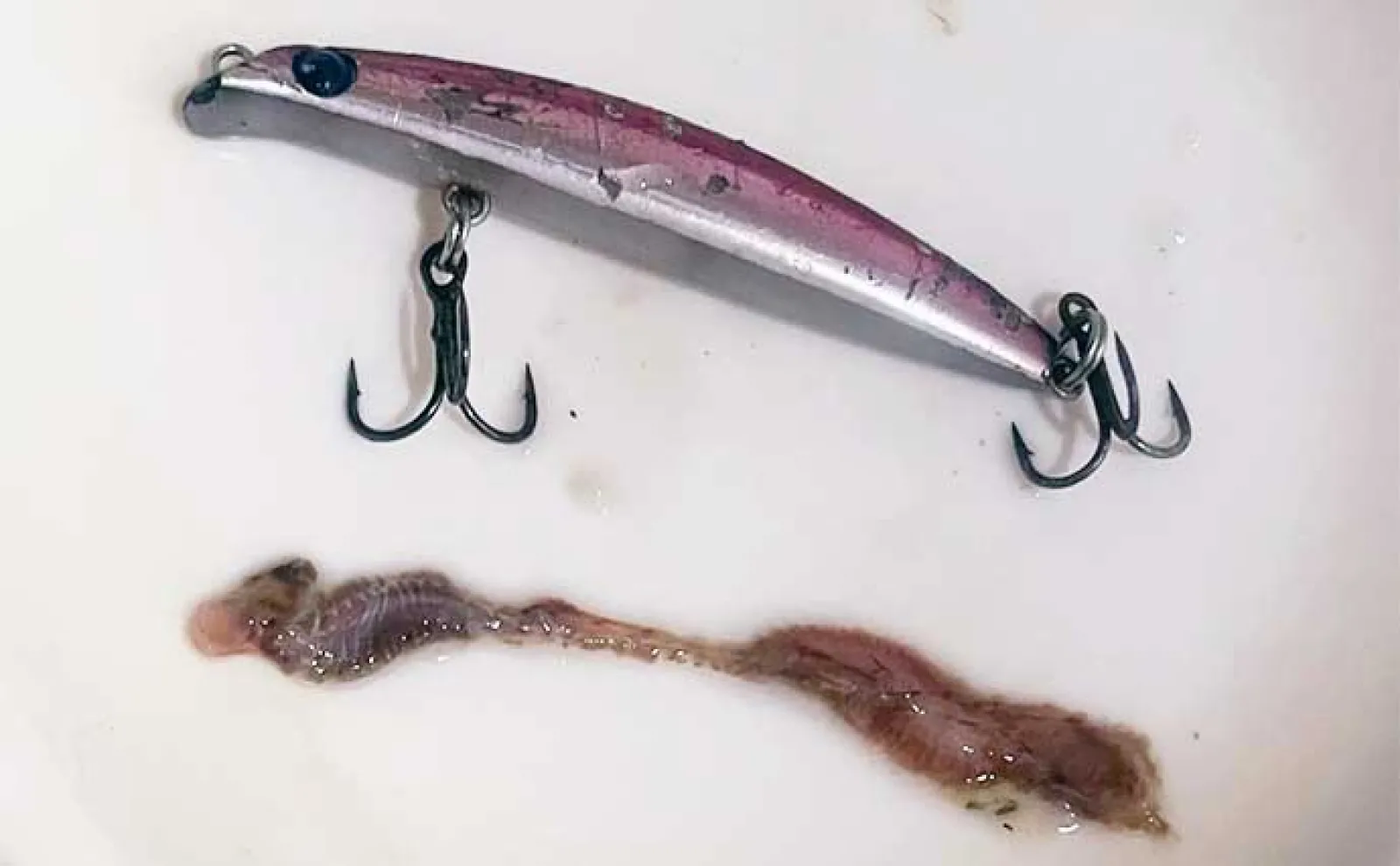 関西エリアのバチ抜け徹底解説【発生条件・釣り(打ち)方・狙える魚種】