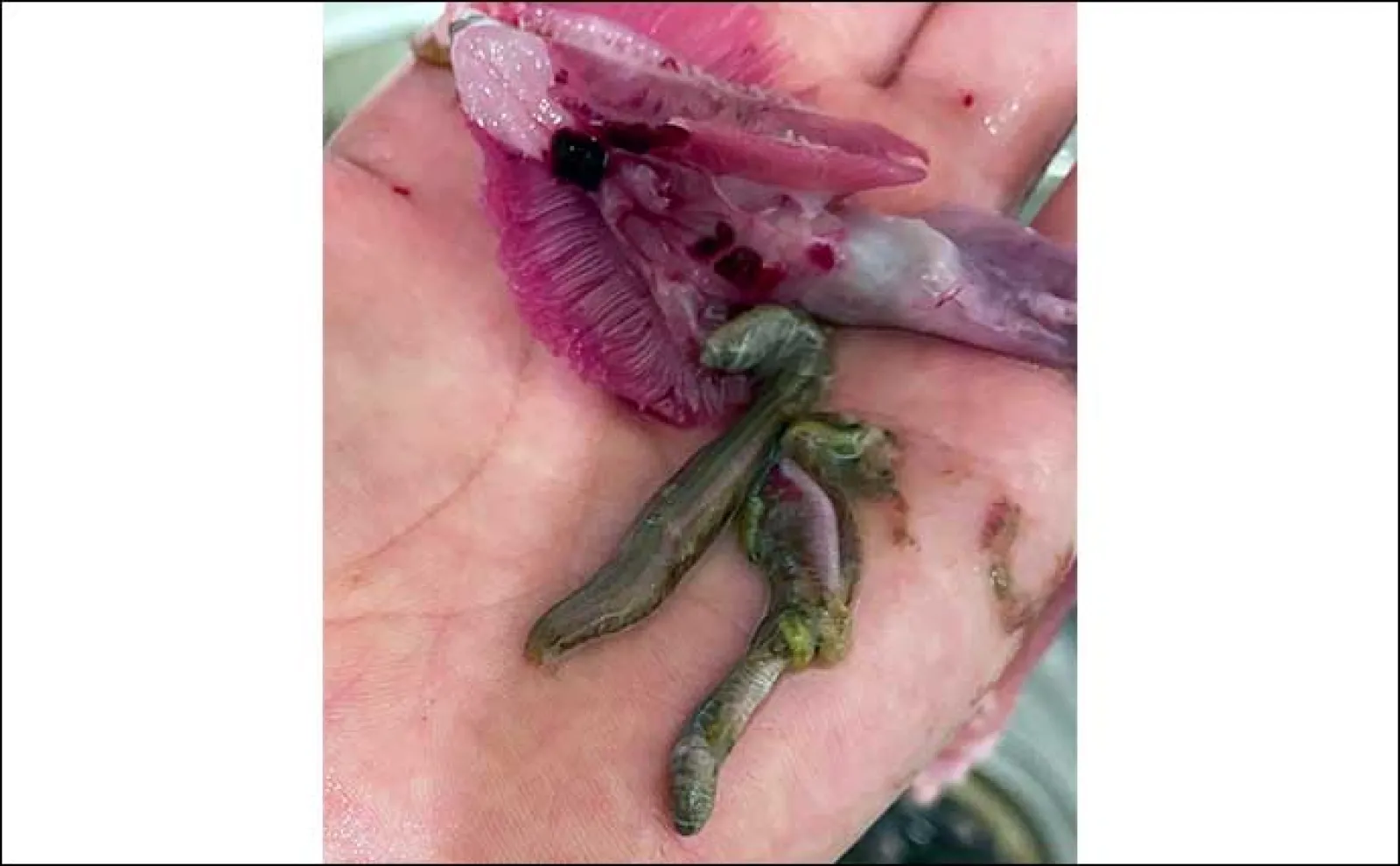 関西エリアのバチ抜け徹底解説【発生条件・釣り(打ち)方・狙える魚種】
