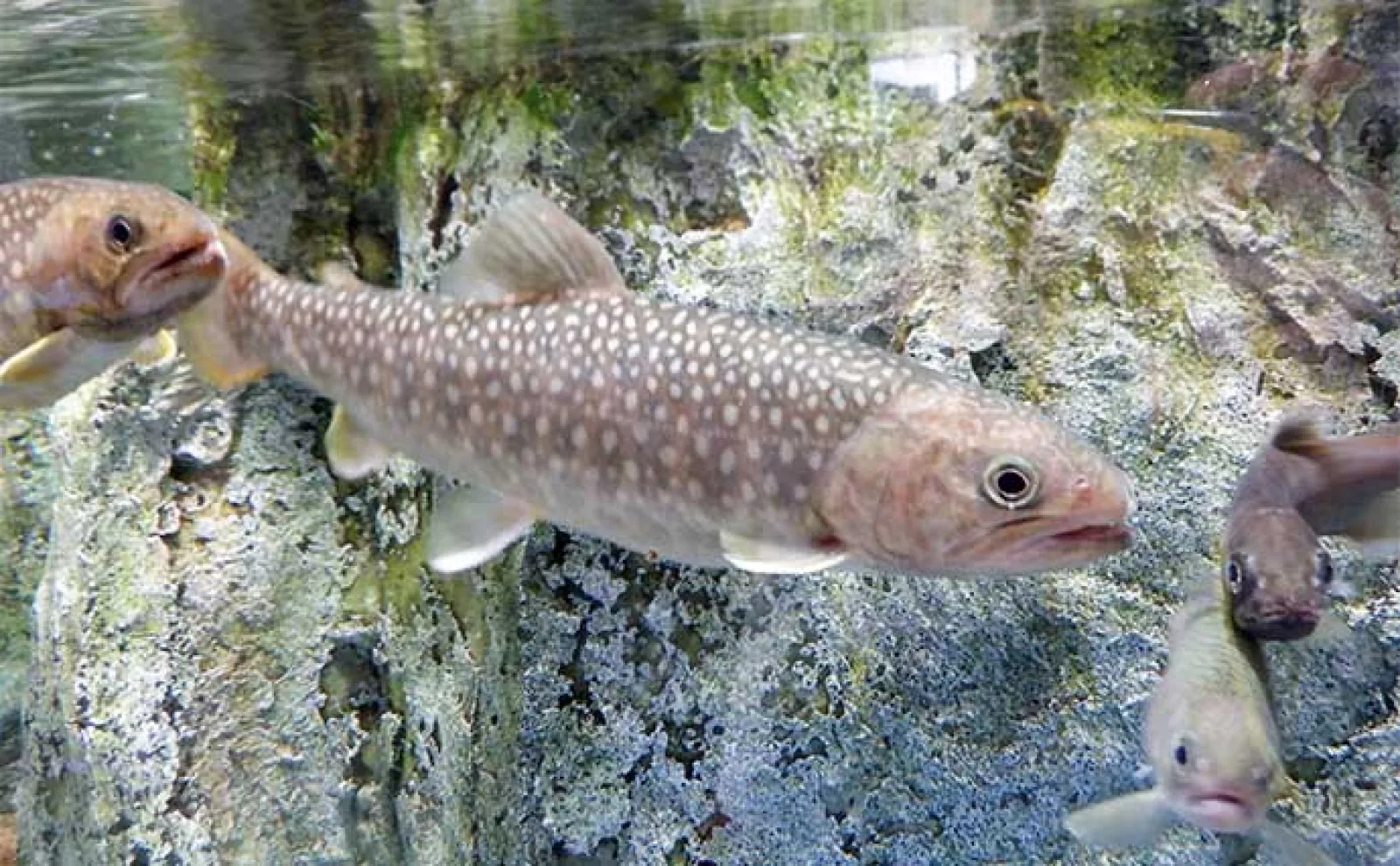 富山湾遠征時に立ち寄りたい施設:魚津水族館 目玉はリュウグウノツカイの標本