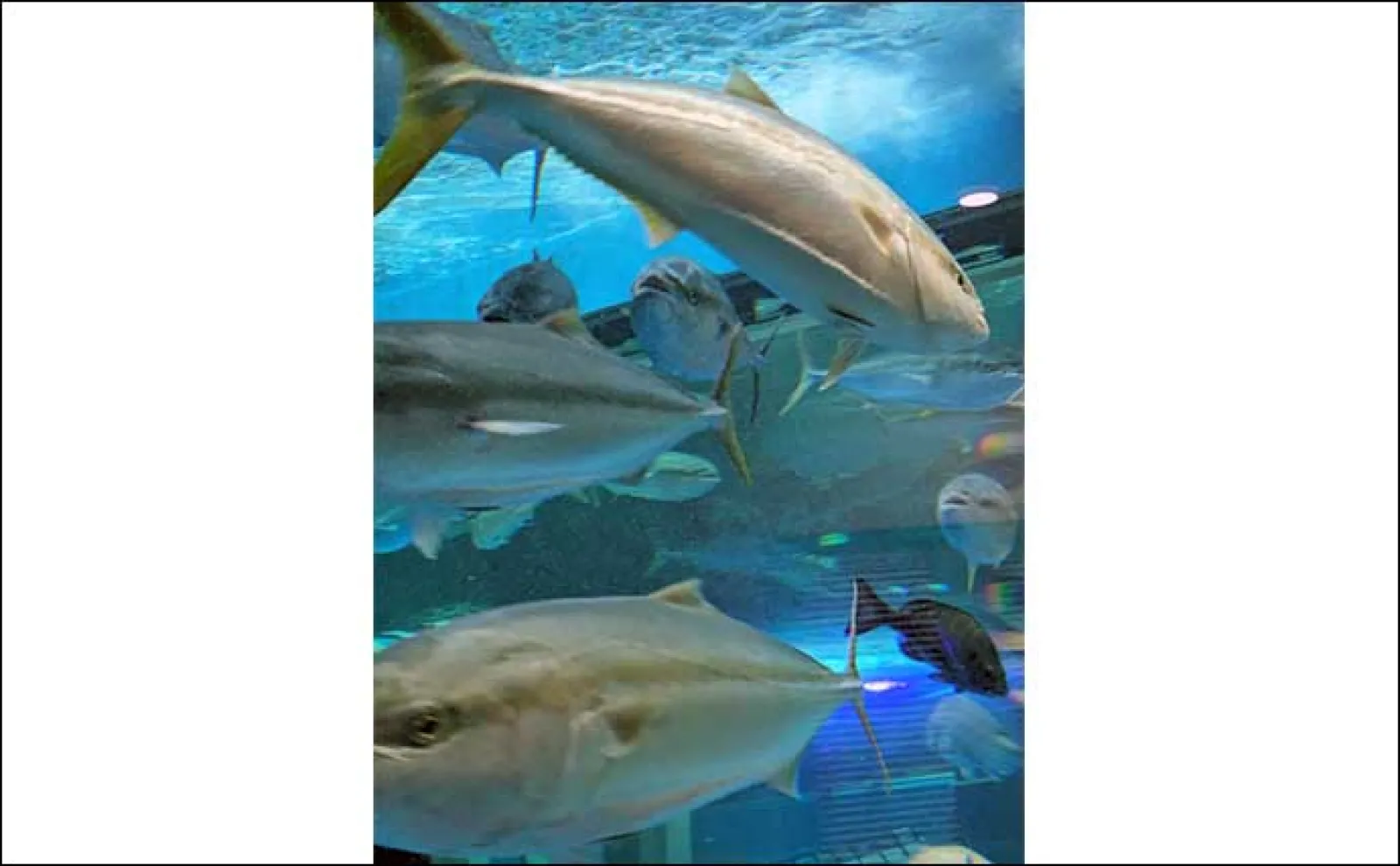 富山湾遠征時に立ち寄りたい施設:魚津水族館 目玉はリュウグウノツカイの標本