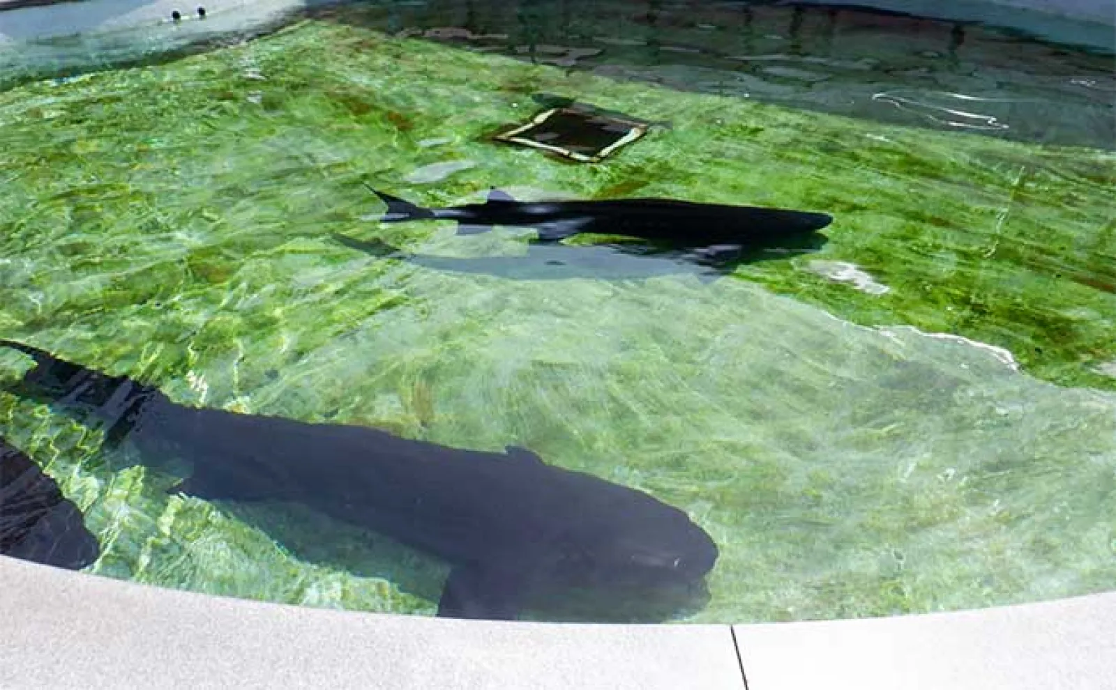 富山湾遠征時に立ち寄りたい施設:魚津水族館 目玉はリュウグウノツカイの標本