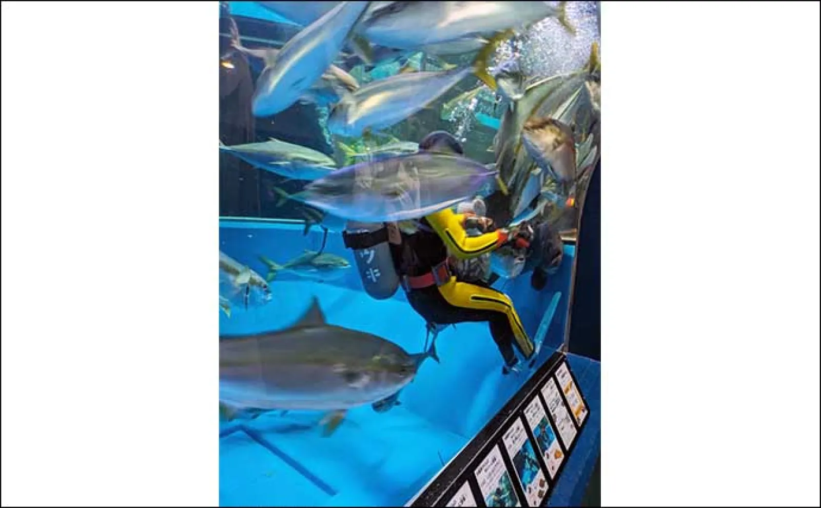 富山湾遠征時に立ち寄りたい施設:魚津水族館 目玉はリュウグウノツカイの標本