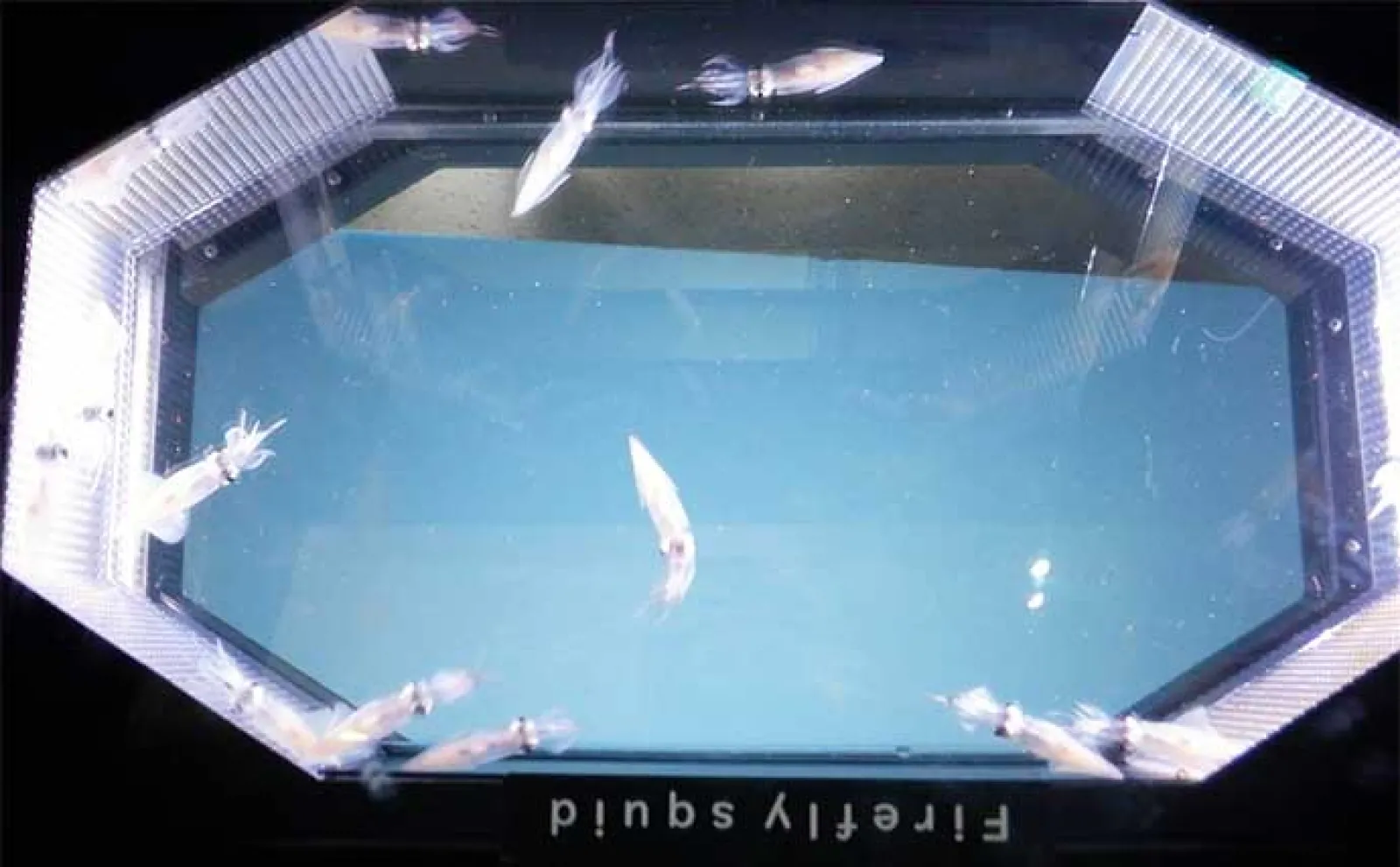 富山湾遠征時に立ち寄りたい施設:魚津水族館 目玉はリュウグウノツカイの標本