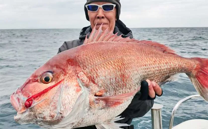 【沖釣り釣果速報】タイラバ＆タイジグ船で大型マダイ好調顔出し中（福井）