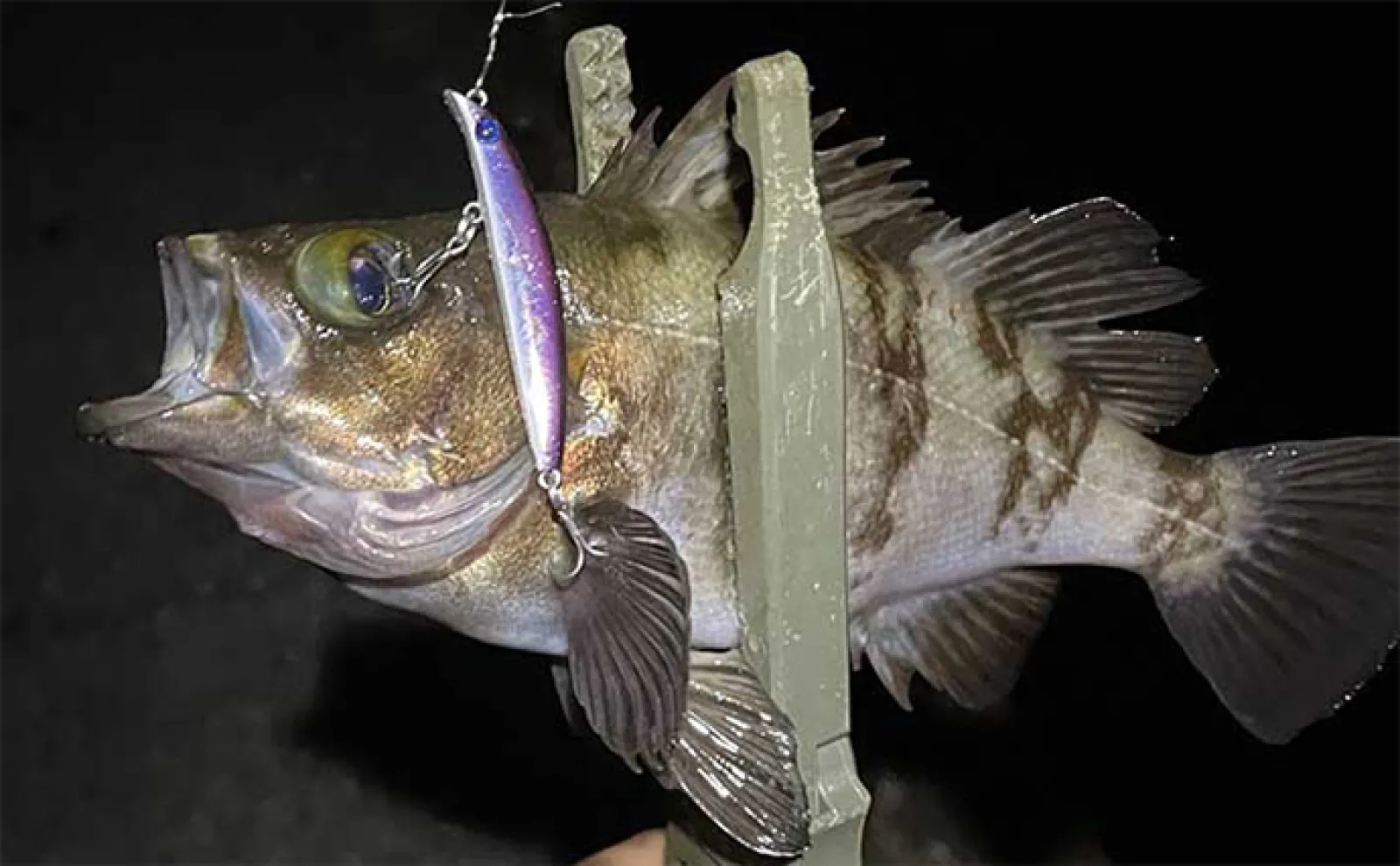 「静岡県の海釣りでは引っ掛け釣り禁止!」該当する釣法・罰則・エリアを徹底解説