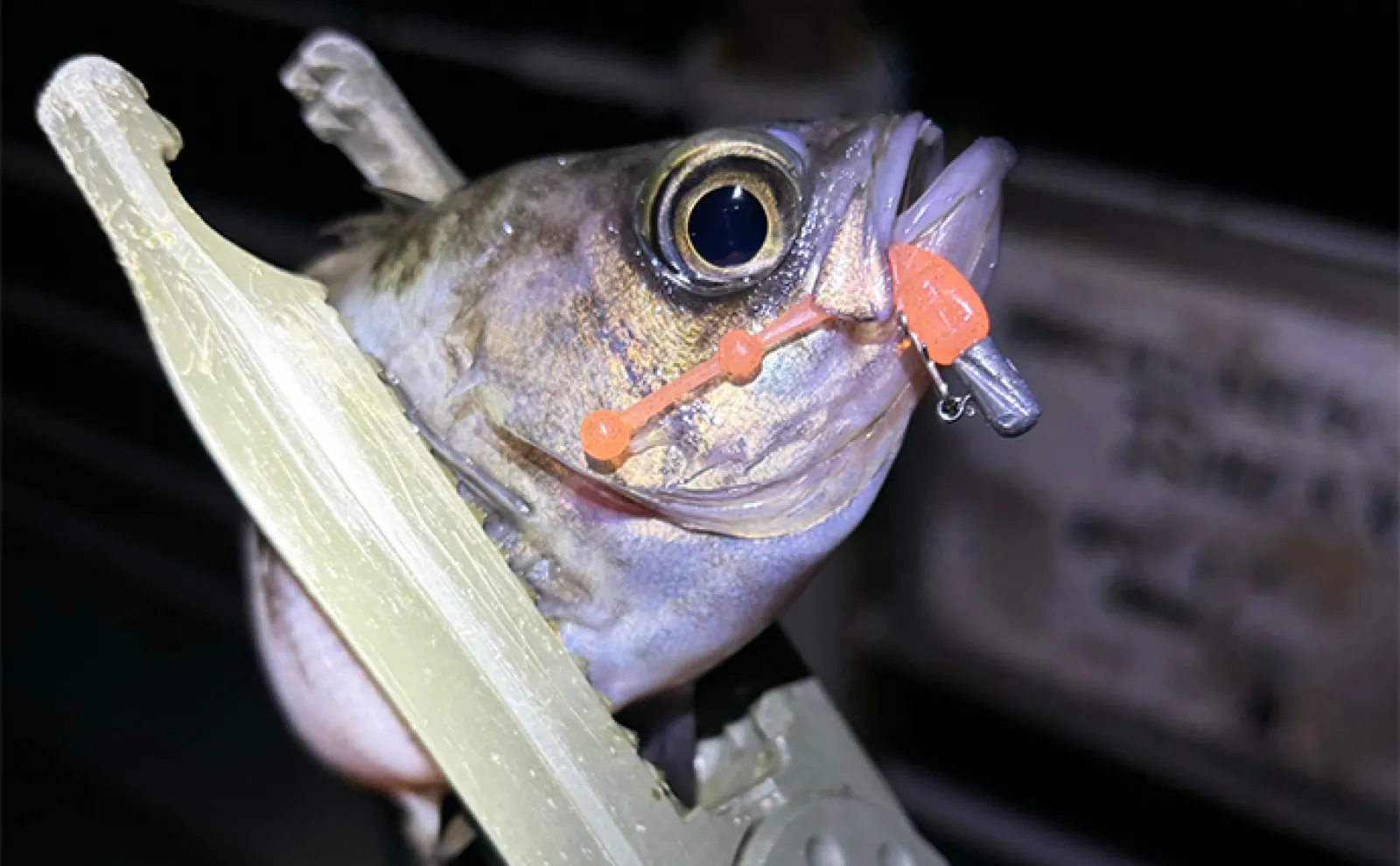 釣りにおけるベストな【ハリのかかりどころ】はどこ? 基本はカンヌキもアジは別