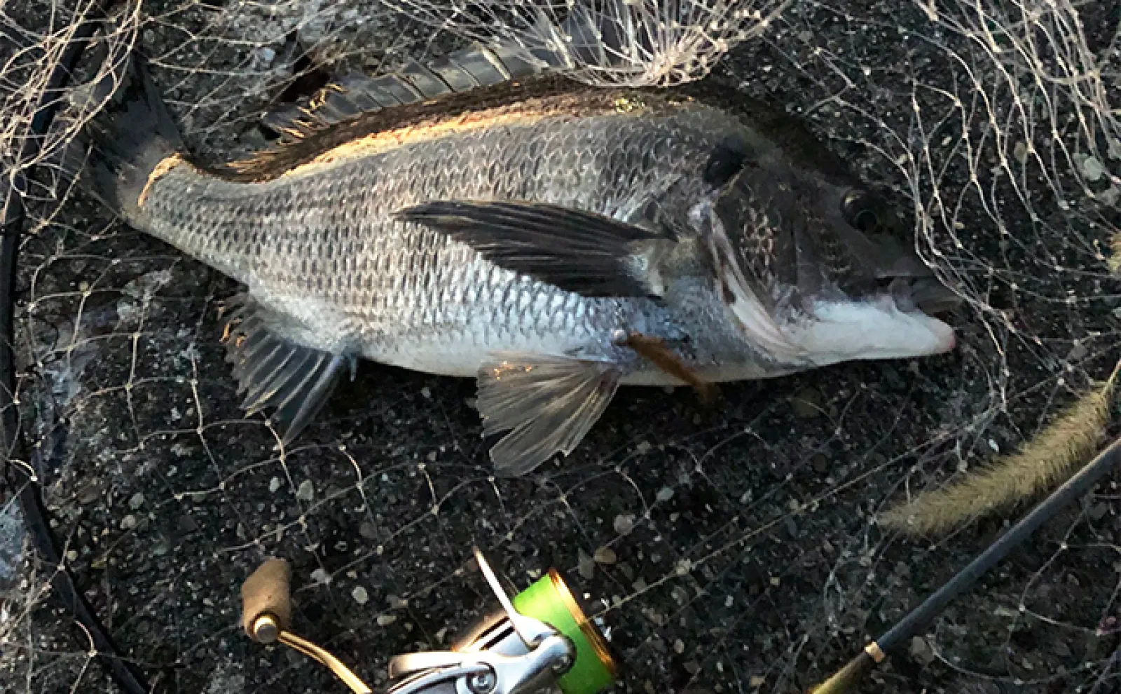 釣りにおけるベストな【ハリのかかりどころ】はどこ? 基本はカンヌキもアジは別