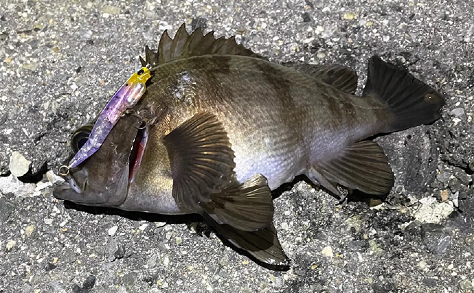釣りにおけるベストな【ハリのかかりどころ】はどこ? 基本はカンヌキもアジは別