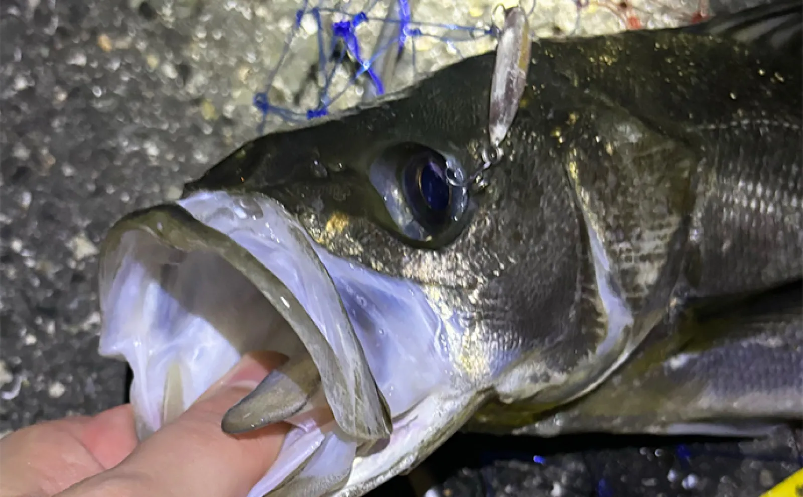 釣りにおけるベストな【ハリのかかりどころ】はどこ? 基本はカンヌキもアジは別