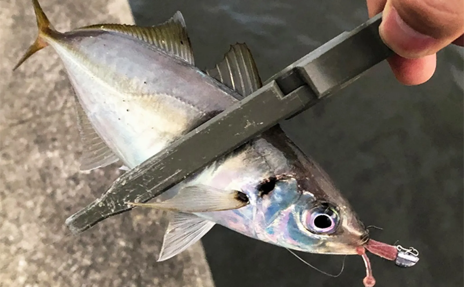 釣りにおけるベストな【ハリのかかりどころ】はどこ? 基本はカンヌキもアジは別