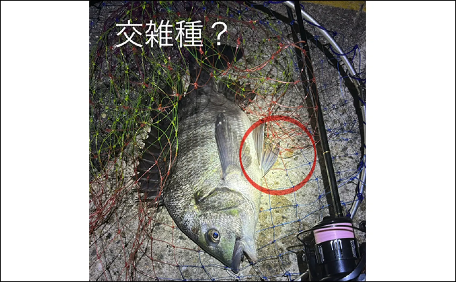チヌとキビレの交雑種「ハイブリッドチヌ」は存在しない あくまで個体差か?