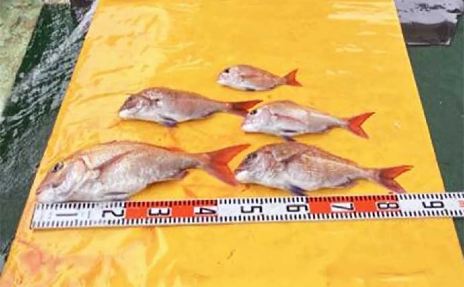 関西エリアの【船釣り特選釣果】ディープタイラバで90cm級頭に大型マダイ顔見せ