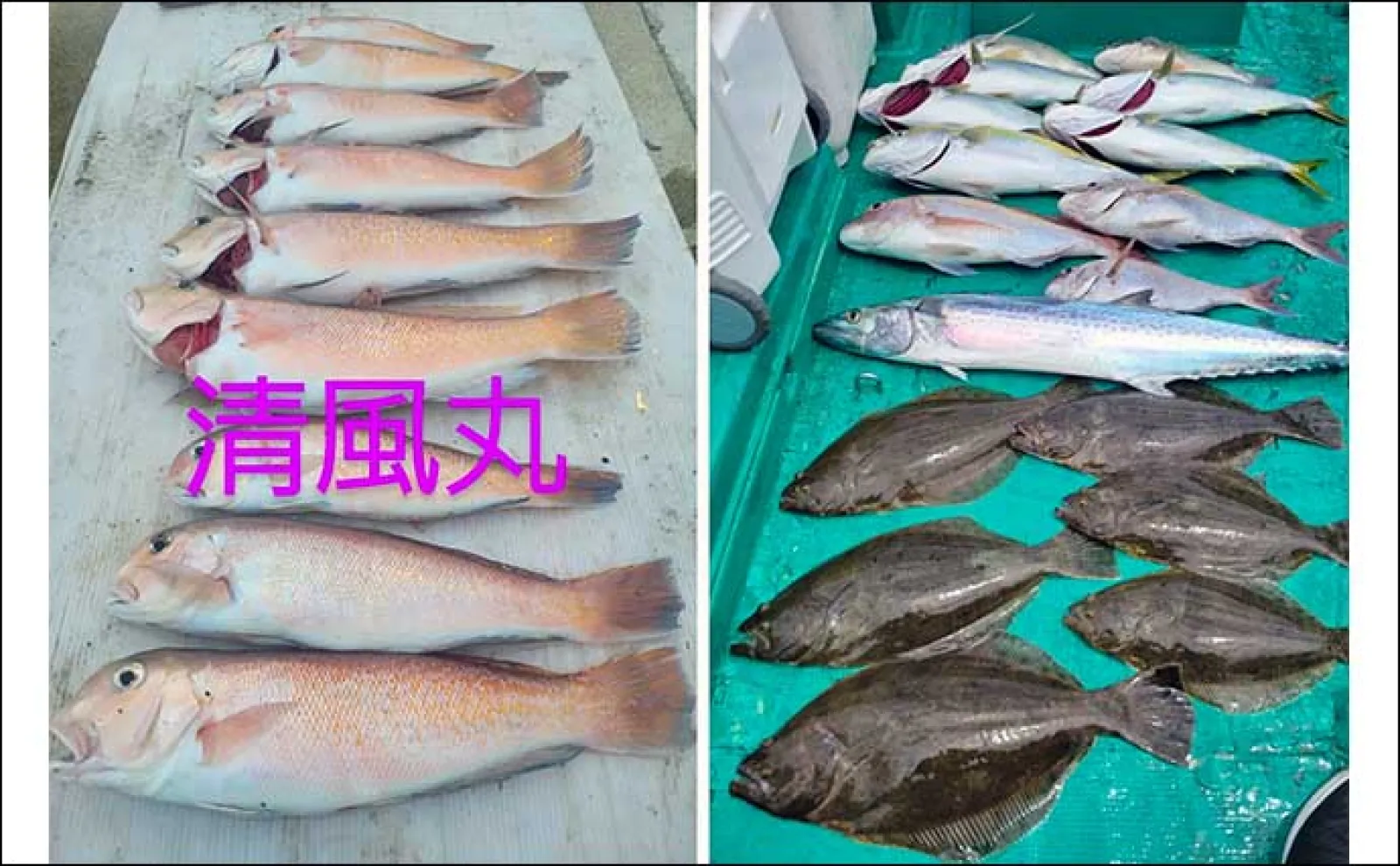 関西エリアの【船釣り特選釣果】ディープタイラバで90cm級頭に大型マダイ顔見せ