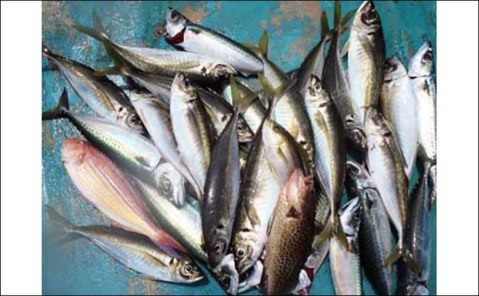 関西エリアの【船釣り特選釣果】ディープタイラバで90cm級頭に大型マダイ顔見せ