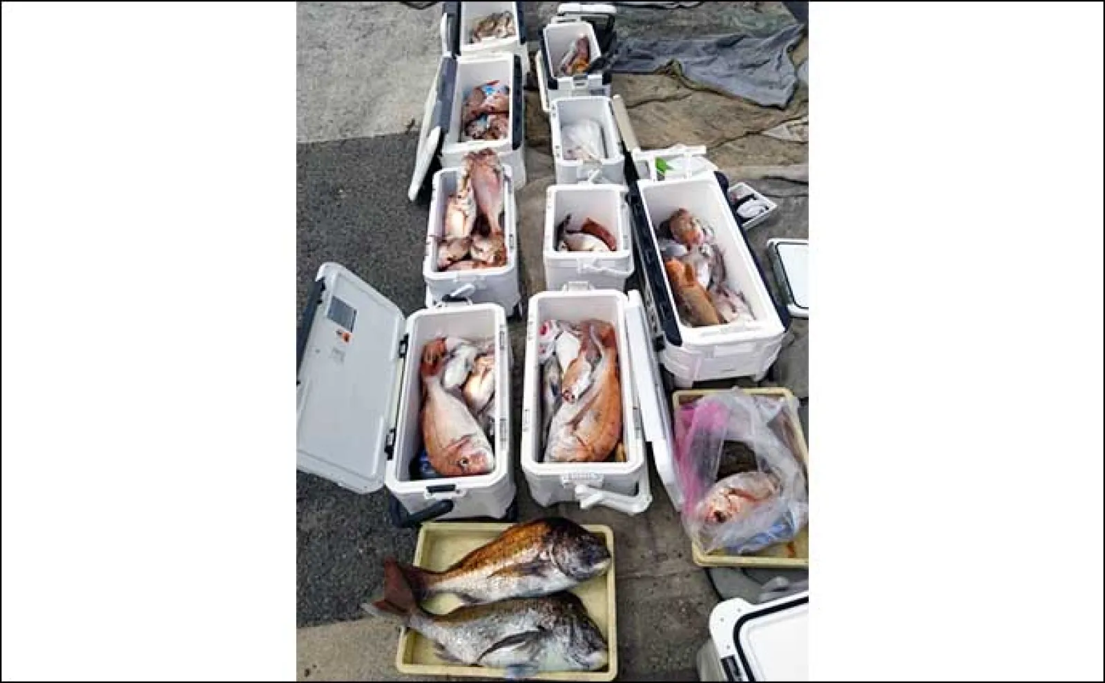 関西エリアの【船釣り特選釣果】ディープタイラバで90cm級頭に大型マダイ顔見せ