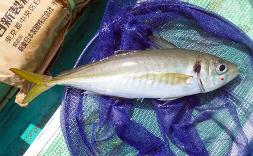東京湾LT（ライトタックル）アジ釣りで46cmマアジ浮上【光進丸】好ゲストにクロダイも