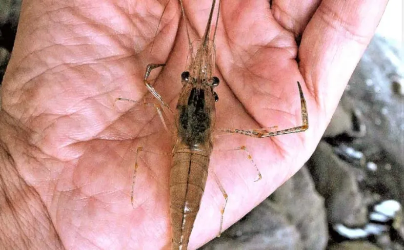 東京の公園でテナガエビ＆マハゼ釣り堪能【新左近川親水公園】どちらも2桁釣果達成