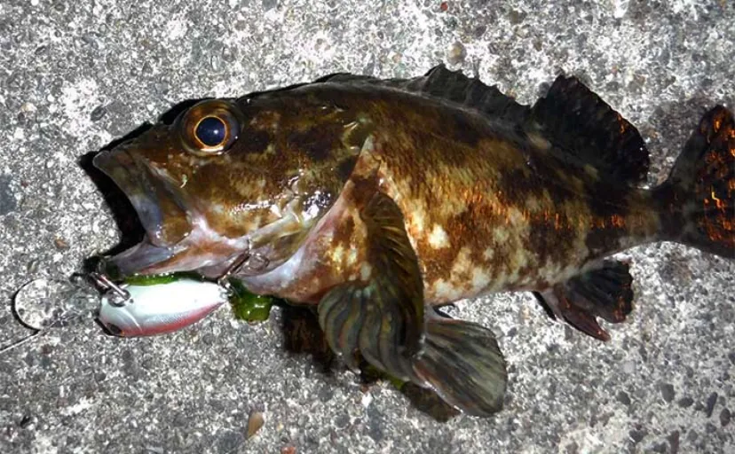 クランクベイト使った波止の根魚釣り入門【ポイント・タックル・釣り方を解説】