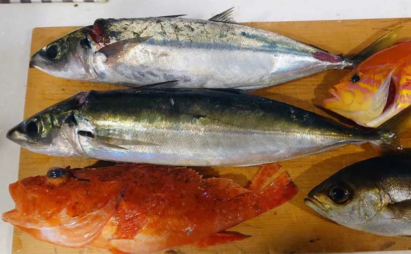 金洲シマアジ五目釣りで本命不発も4魚種キャッチ【静岡】サメの横取りに大苦戦