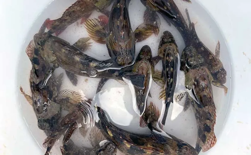 沖ノ島護岸での穴釣りでカサゴの入れ食い堪能【千葉・館山】クロダイ狙いは不発