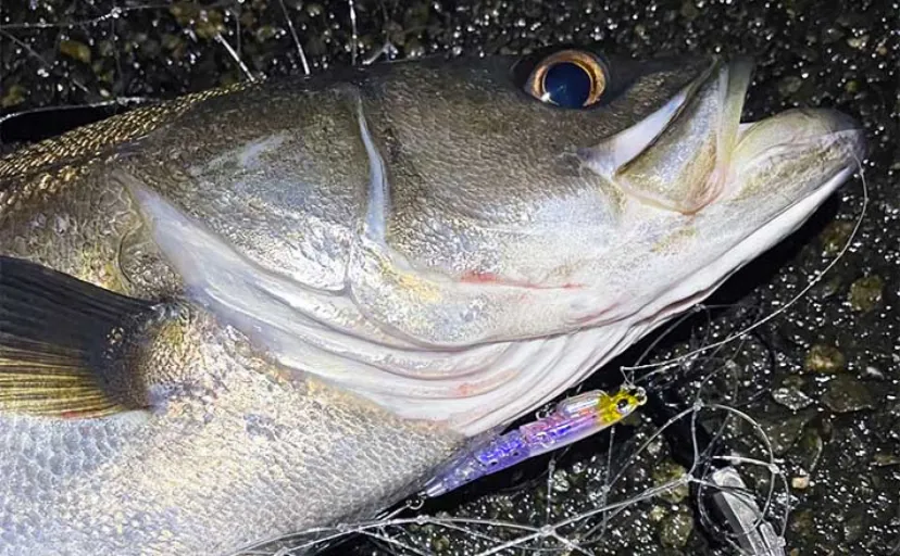 釣り愛好家が最も避けたい【ヒット後のラインブレイク】魚への影響は？