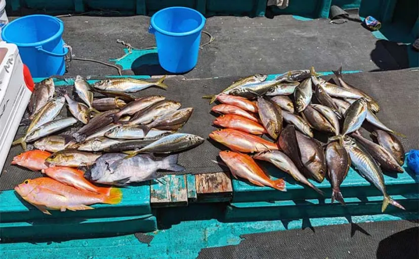 オキアミ五目船でイシダイに大型イサギ＆アジと美味魚乱舞【和歌山・良丸】