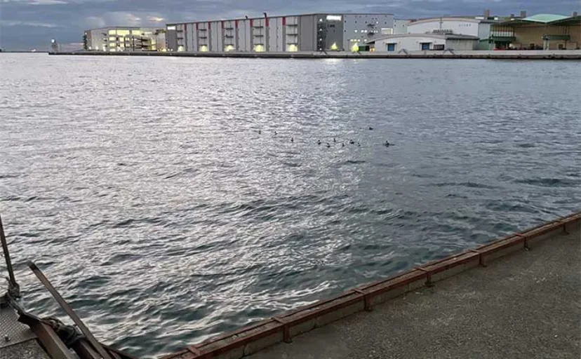 大阪南港釣り場紹介：フェリーターミナル横一本堤防　釣れる魚とエントリー方法を解説