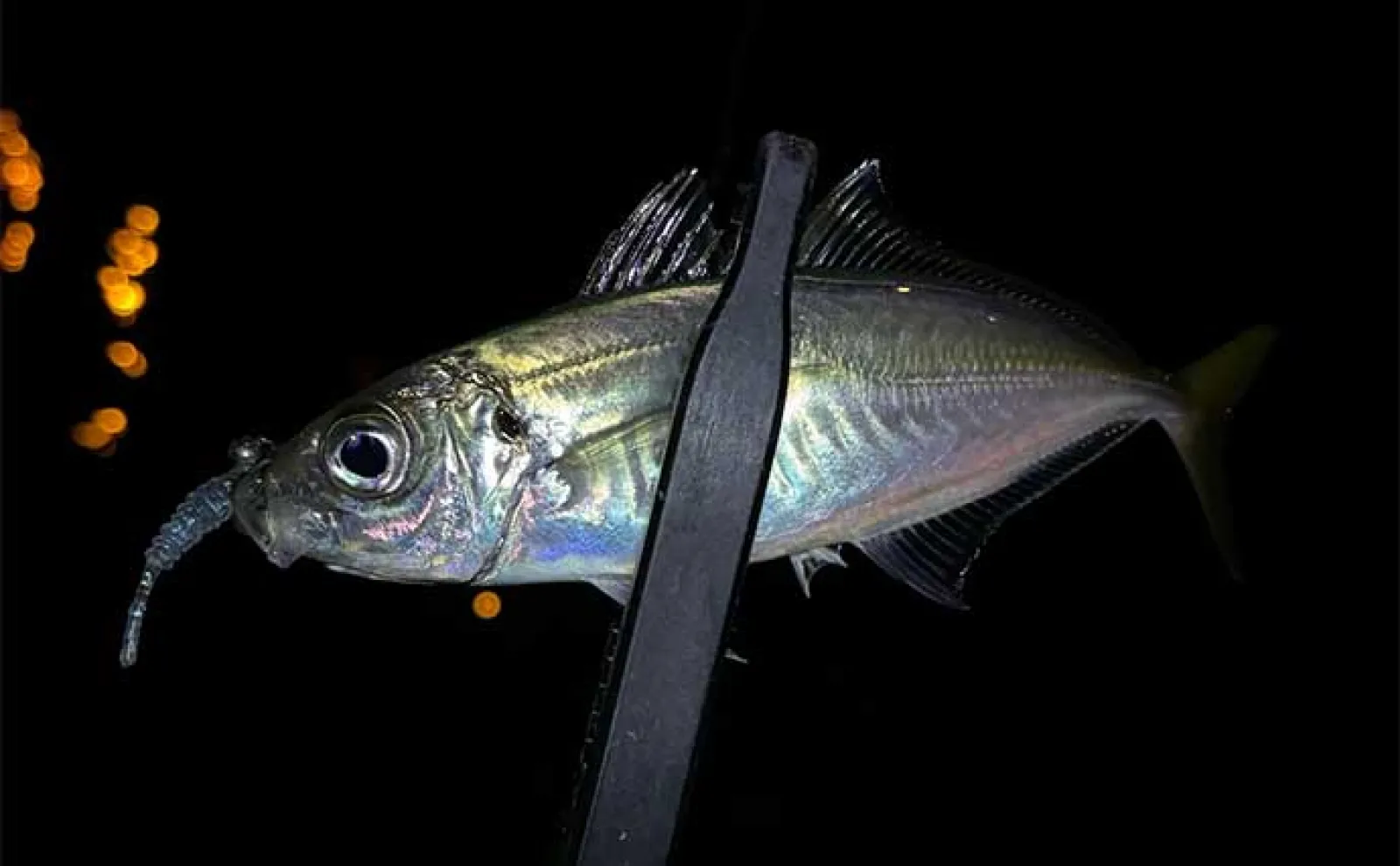 大阪南港釣り場紹介:フェリーターミナル横一本堤防 釣れる魚とエントリー方法を解説