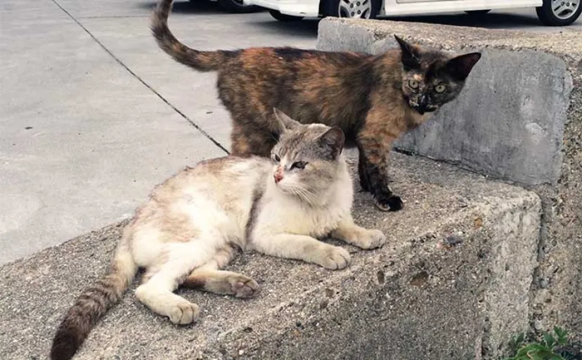 【猫と釣り人の関係】釣り場で釣り人が地域猫の面倒を見る未来は来るのか