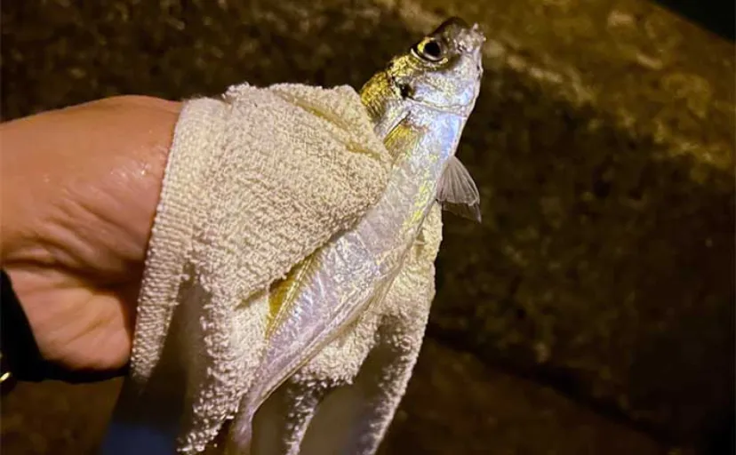 アジングにおける【雨のメリットとデメリット】釣り易いが身体への負担もアップ