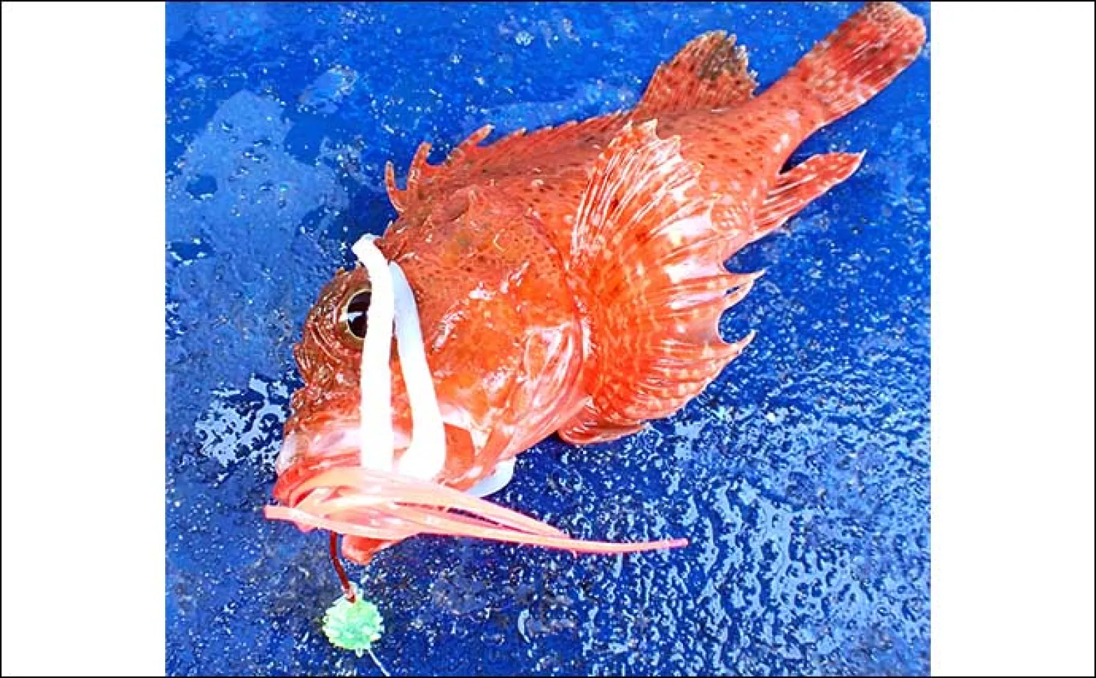 沼津沖オニカサゴ釣りで本命連打【静岡・城】効果発揮した「特エサ」とは?