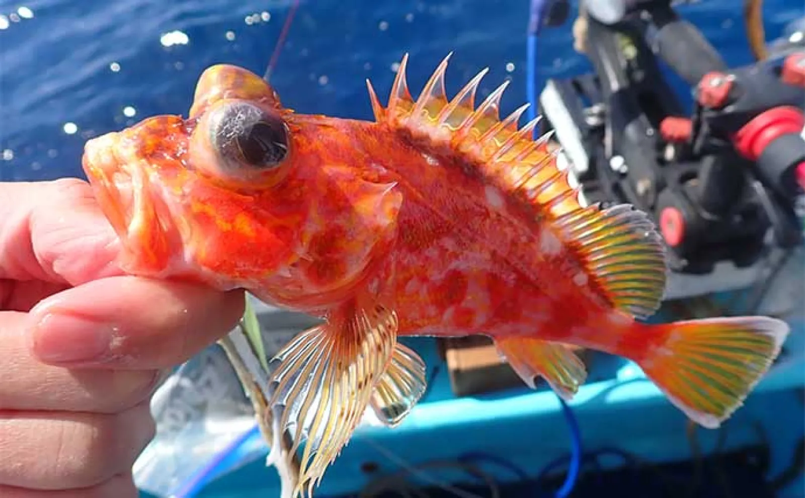 沼津沖オニカサゴ釣りで本命連打【静岡・城】効果発揮した「特エサ」とは?