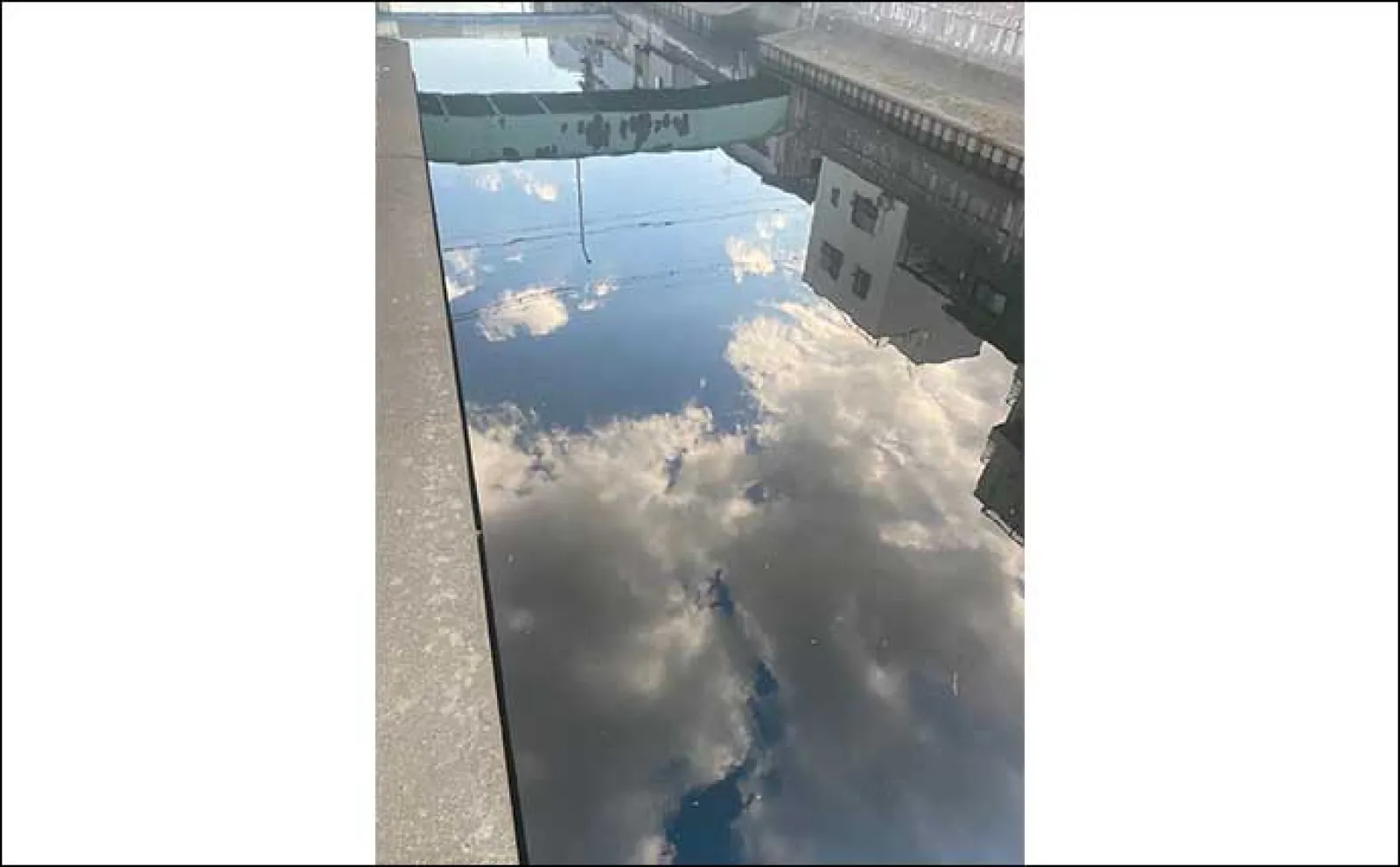 道頓堀川に生息するちょっと意外なサカナたち アユやウナギの目撃例も