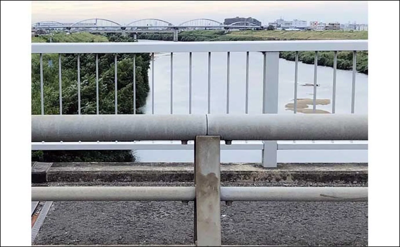 道頓堀川に生息するちょっと意外なサカナたち アユやウナギの目撃例も