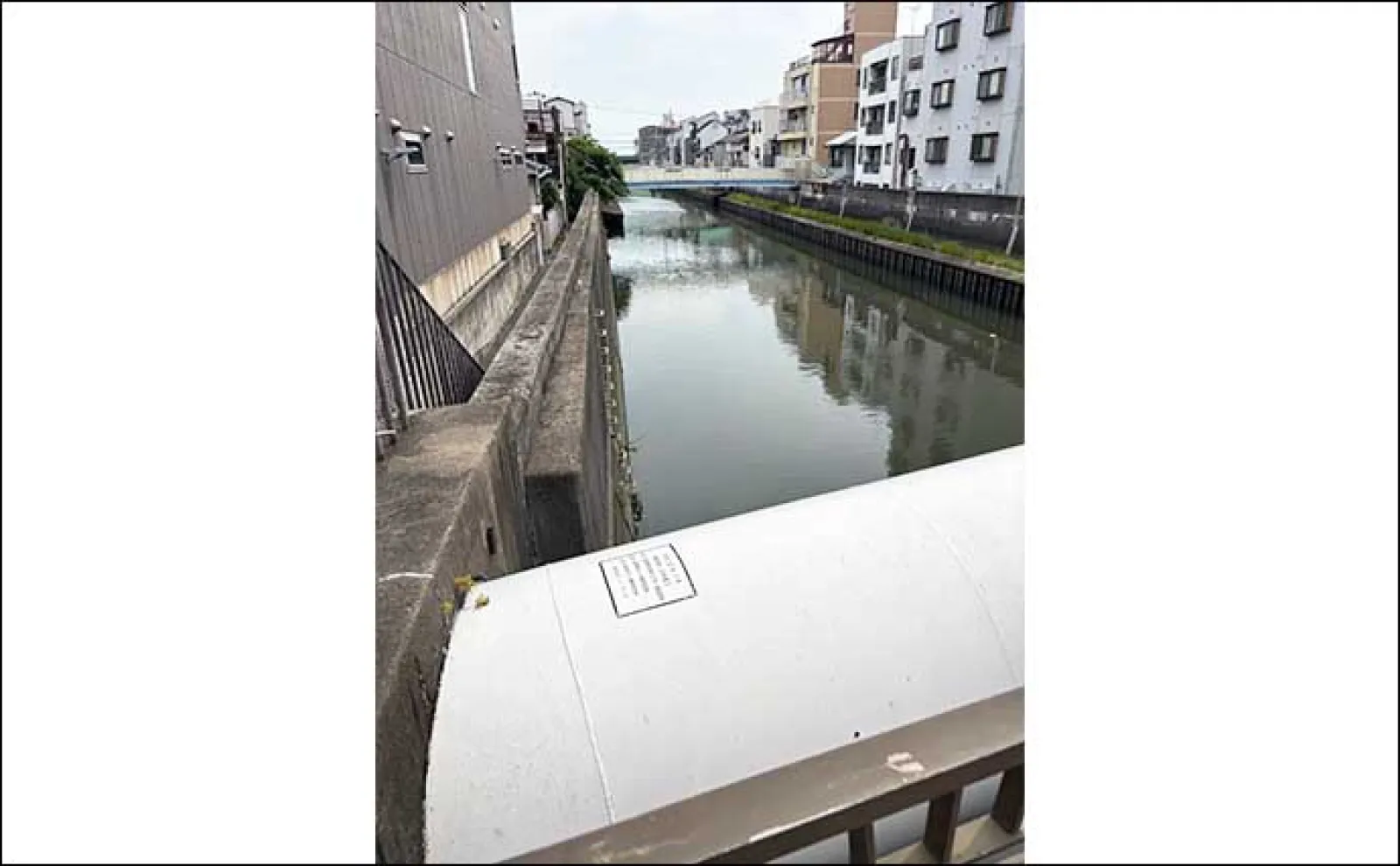 道頓堀川に生息するちょっと意外なサカナたち アユやウナギの目撃例も