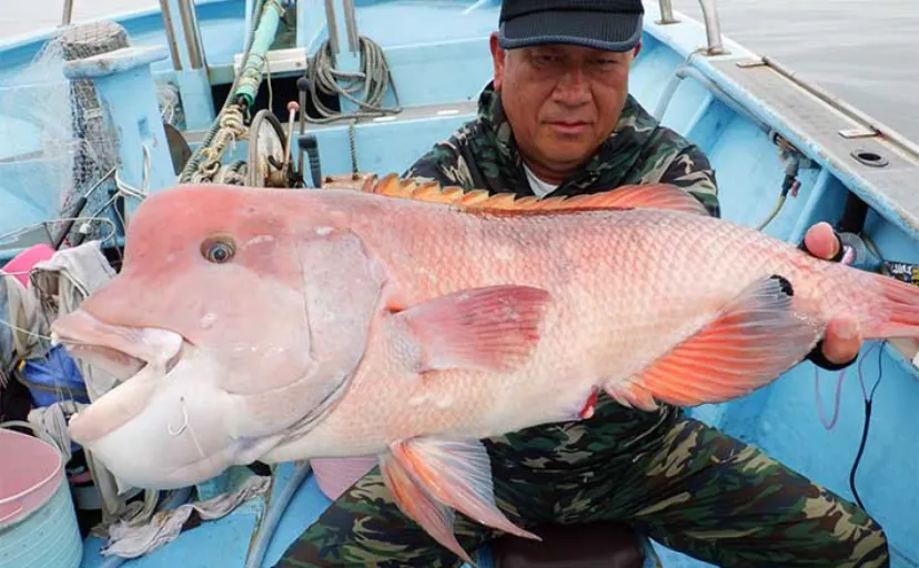 【船釣り釣果速報】イシダイ釣りのゲストで70cm級カンダイ浮上！（愛知）