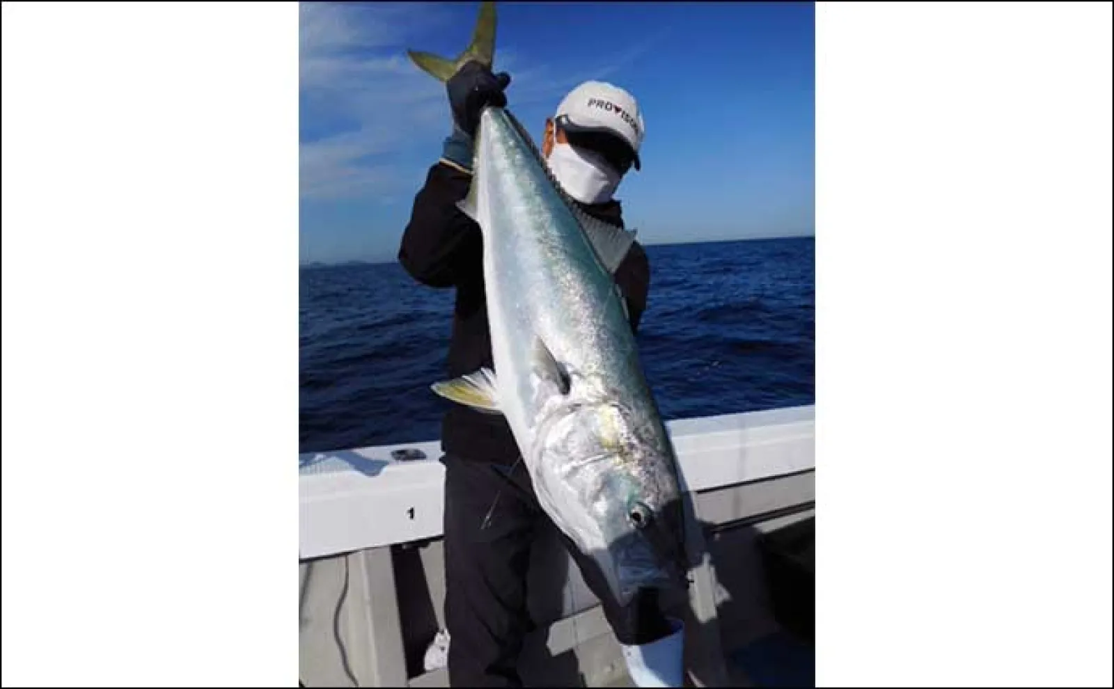 【船のエサ釣り最新釣果】イカを泳がせて10kgの高級魚アラ(クエ)をGET!