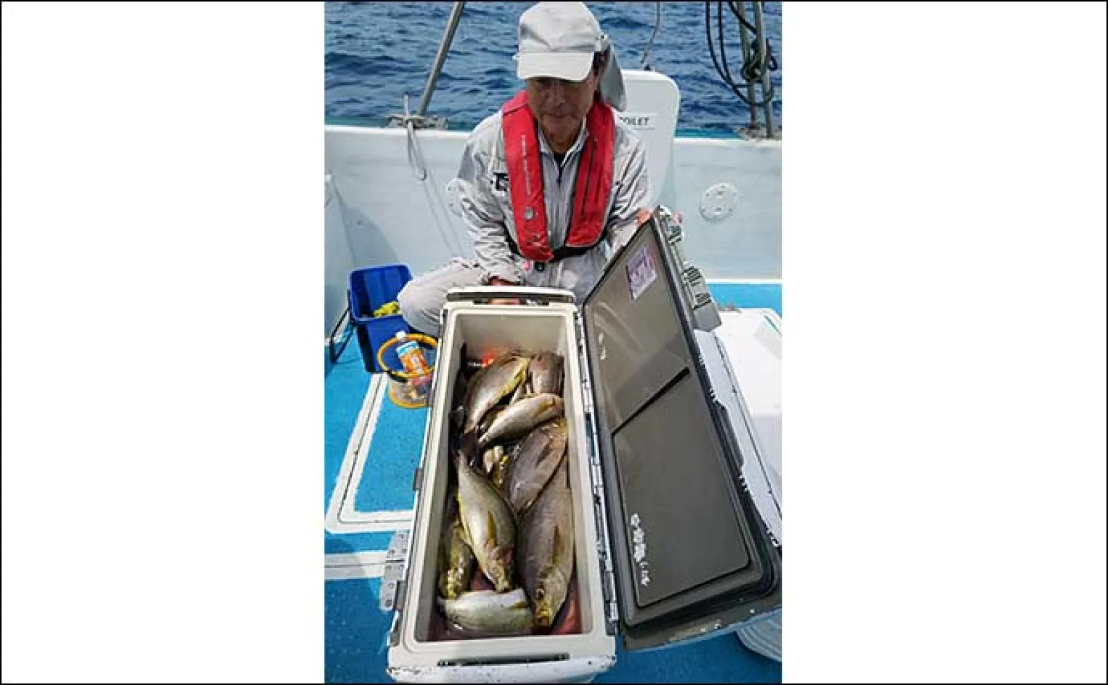【船のエサ釣り最新釣果】イカを泳がせて10kgの高級魚アラ(クエ)をGET!