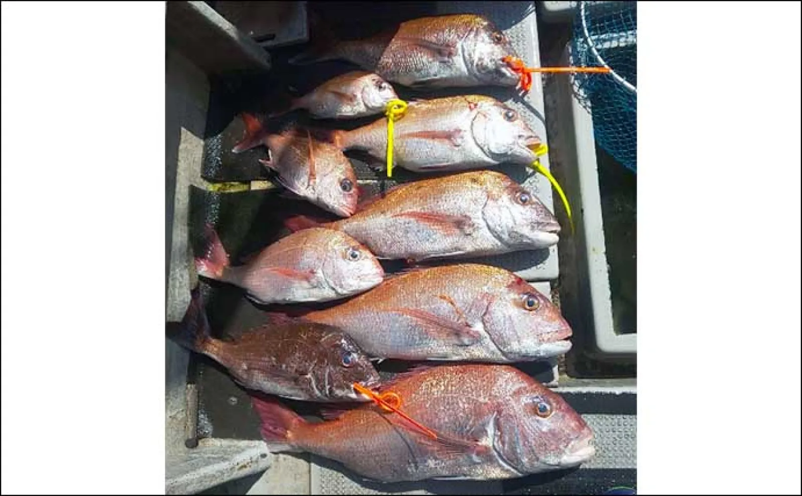 【船釣り釣果速報】鷹島沖タイラバ五目釣りでマダイにハタ類など多彩(長崎・佐賀)